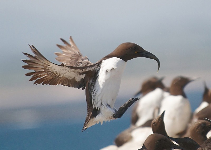1 - Guillemot