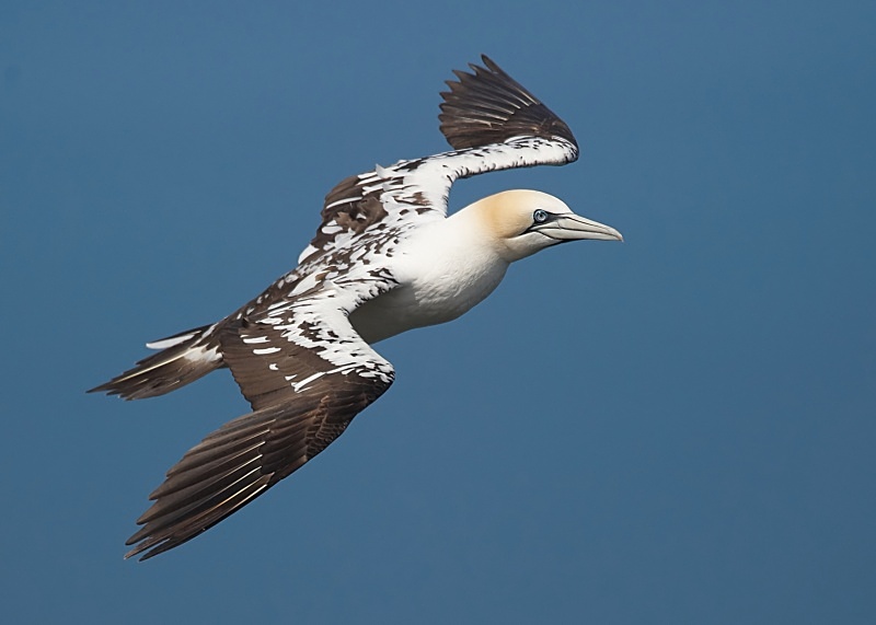27 - Gannet