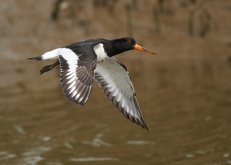 4 - Oystercatcher