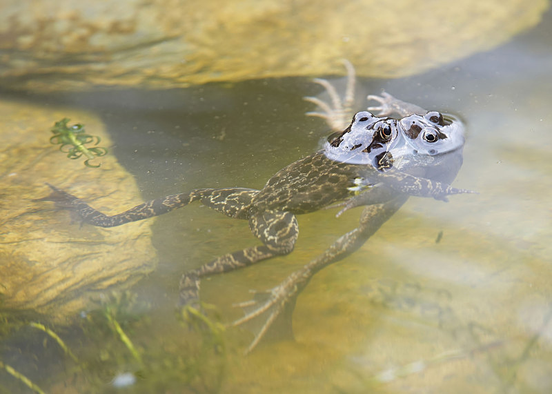 1 - Common Frog
