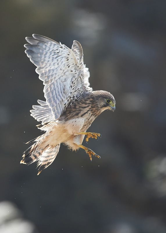 18 - Kestrel