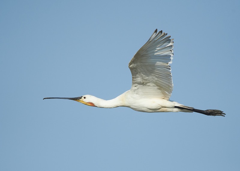 2 - Spoonbill