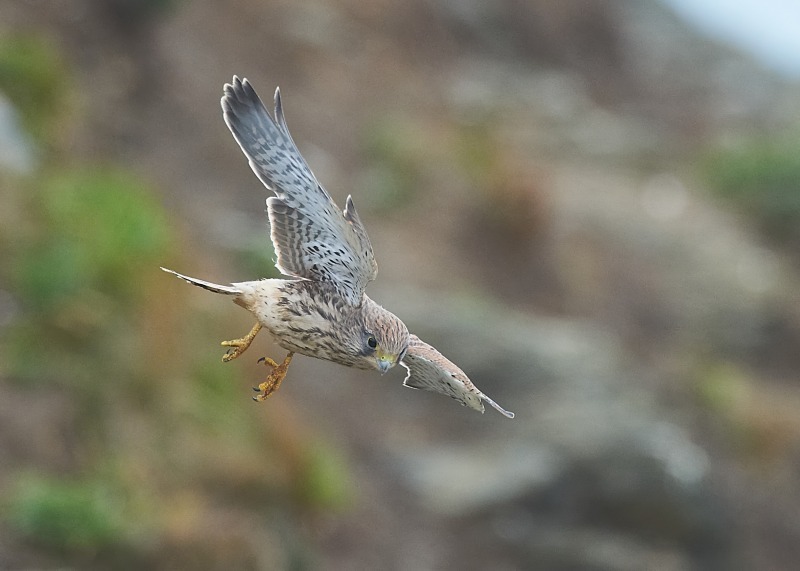 7 - Kestrel
