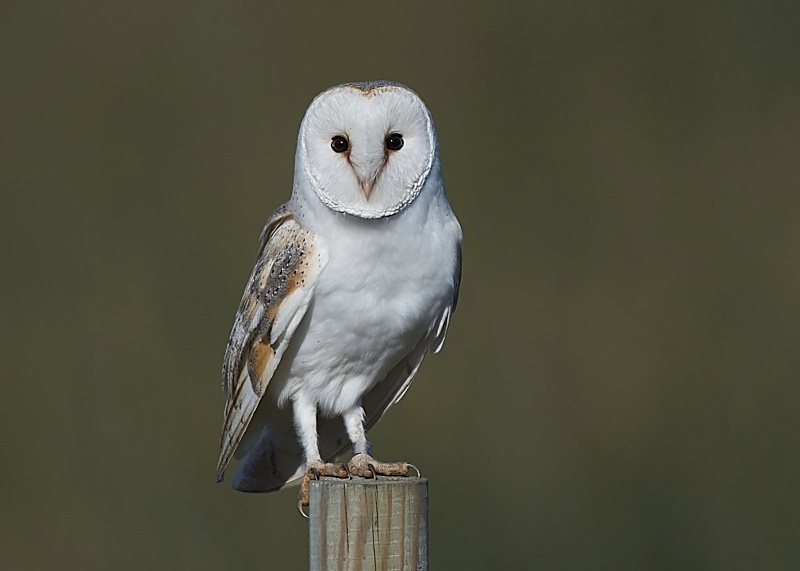 32 - Barn Owl