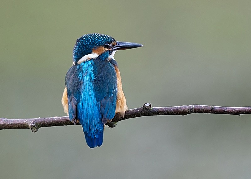 7 - Kingfisher