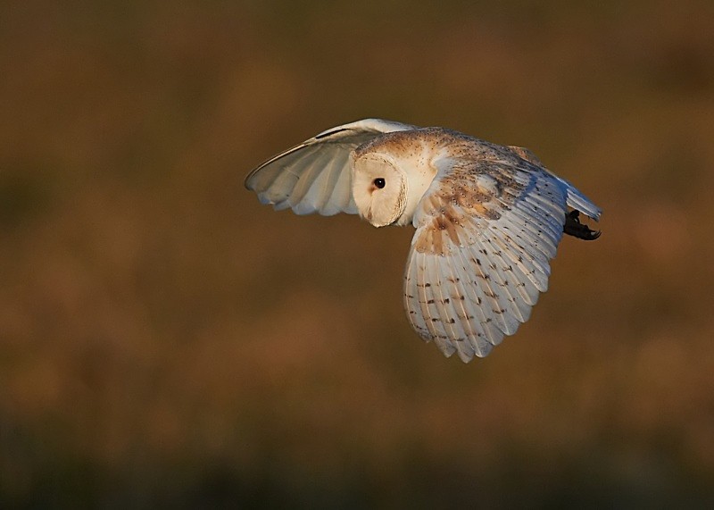 10 - Barn Owl