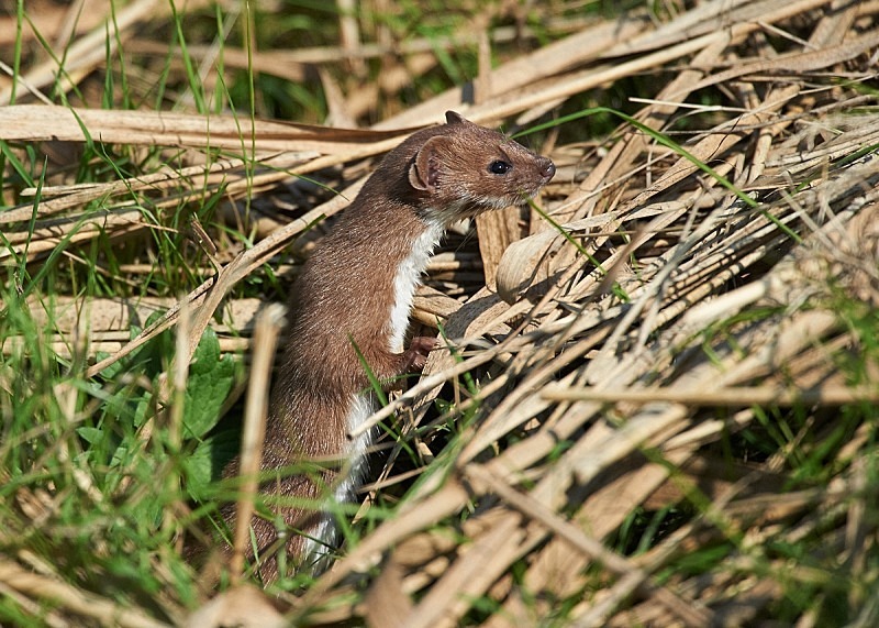 6 - Weasel