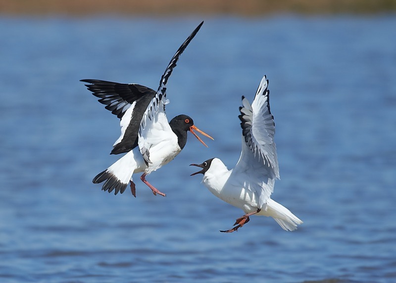 2 - Oystercatcher