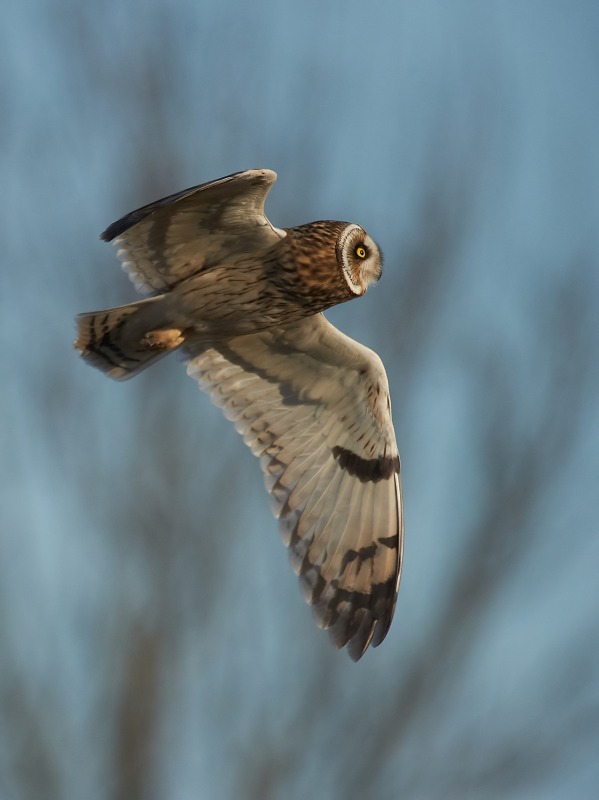 24 - Short-eared Owl
