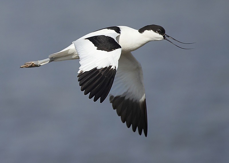 12 - Avocet