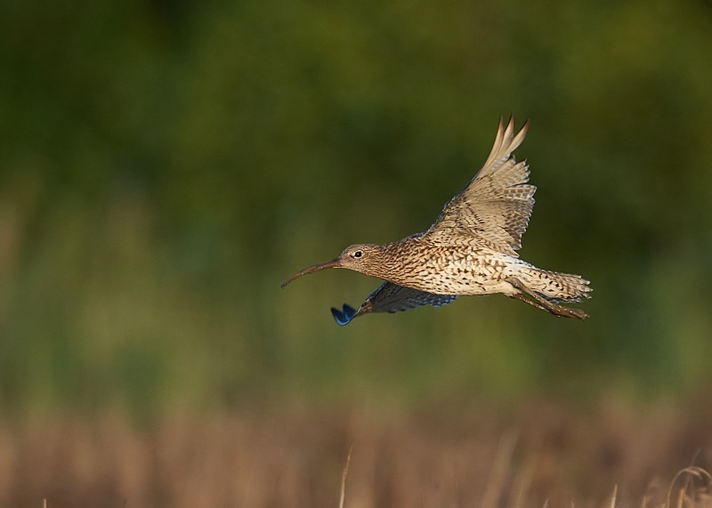2 - Curlew