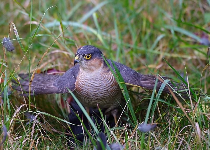 1 - Sparrowhawk