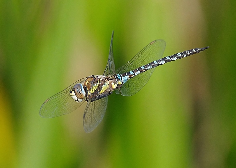 7 - Migrant Hawker Dragonfly