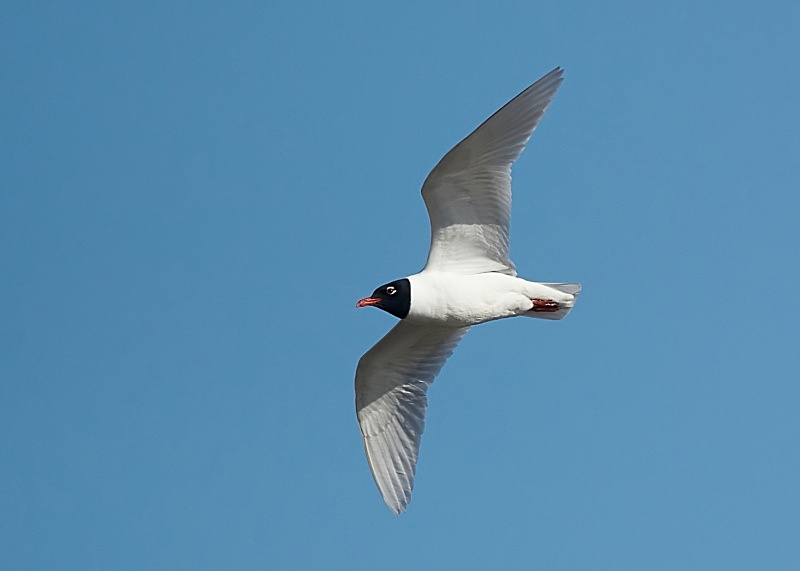 8 - Mediterranean Gull