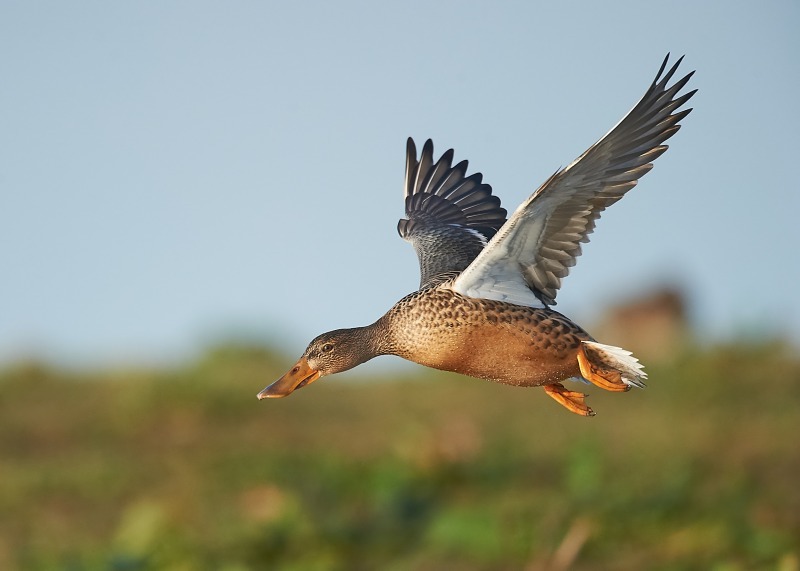 4 - Shoveler