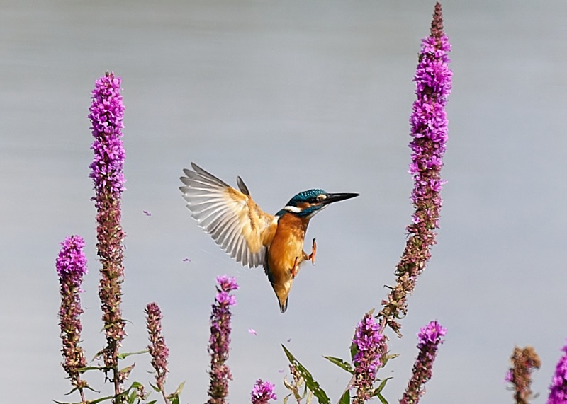 12 - Kingfisher