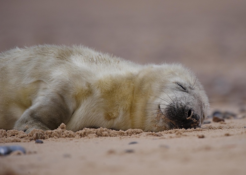 13 - Grey Seal