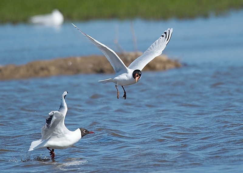 7 - Mediterranean Gull
