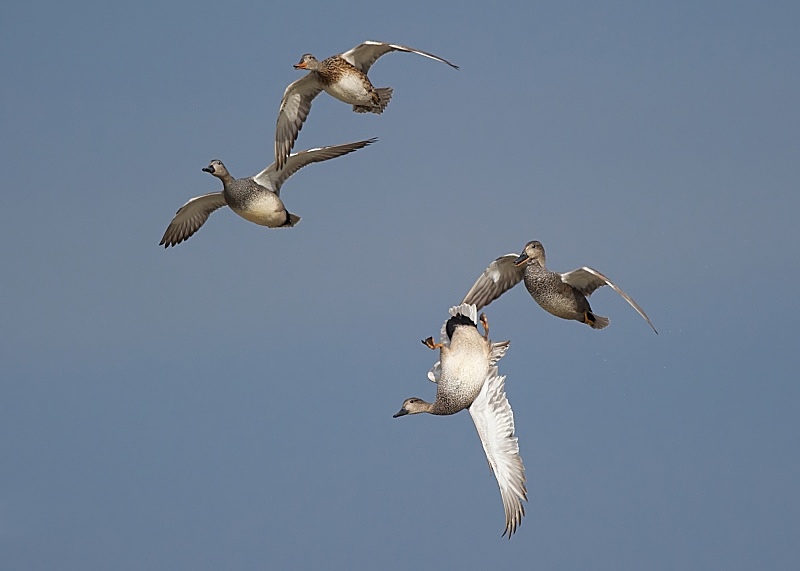 24 - Gadwall