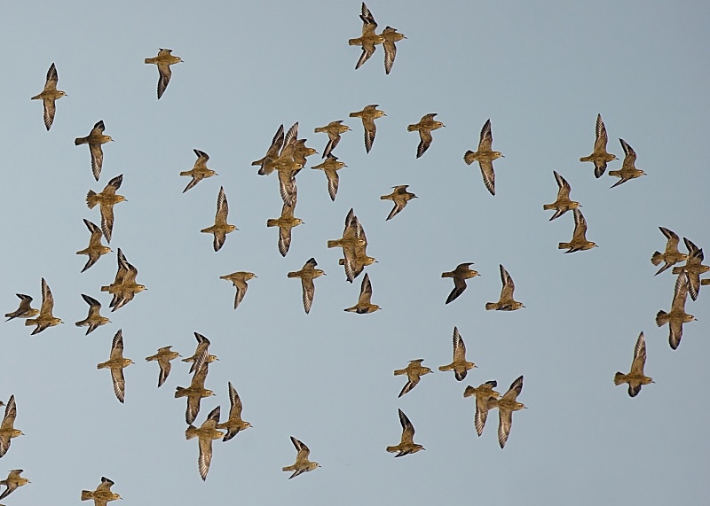 9 - Golden Plover