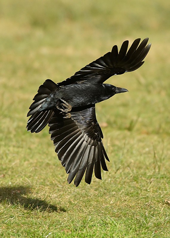 8 - Raven