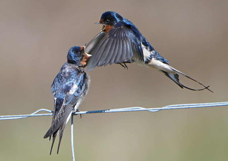 13 - Swallow