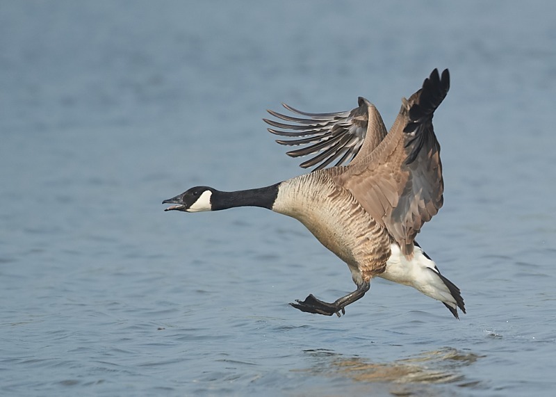 2 - Canada Goose