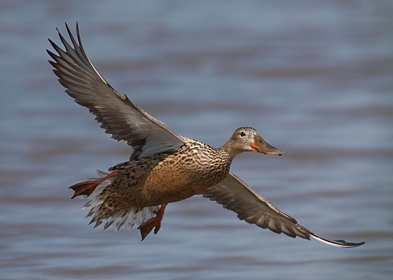 14 - Shoveler