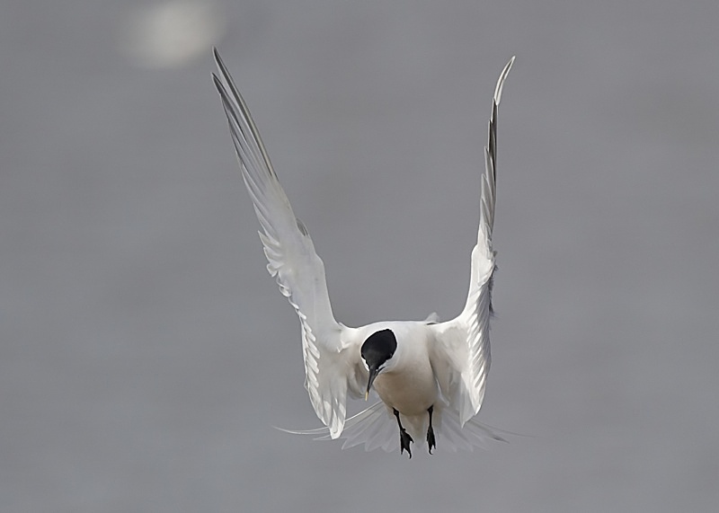 2 - Sandwich Tern