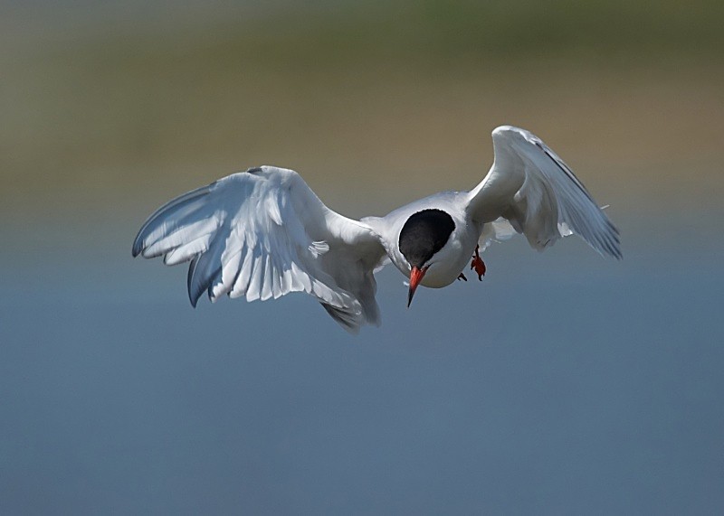 6 - Common Tern