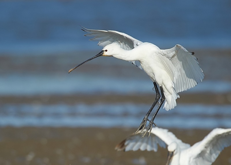 12 - Spoonbill