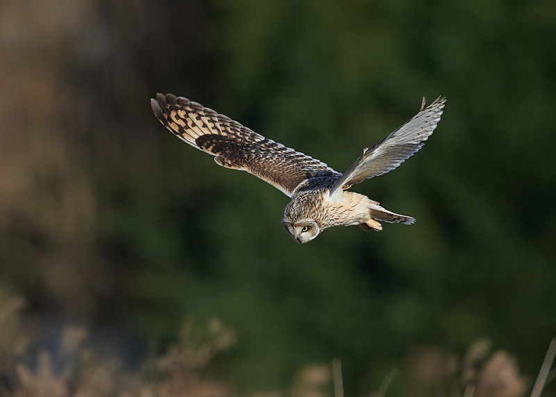 3 - Short-eared Owl