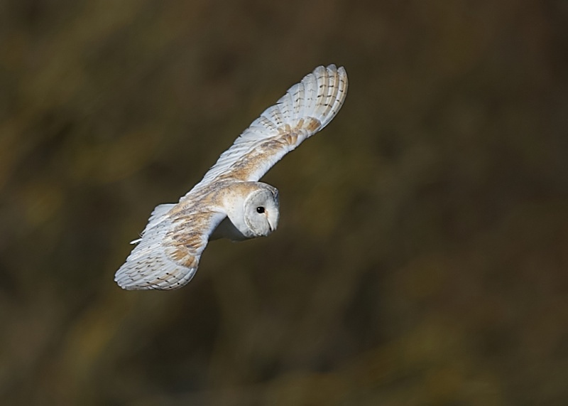 26 - Barn Owl