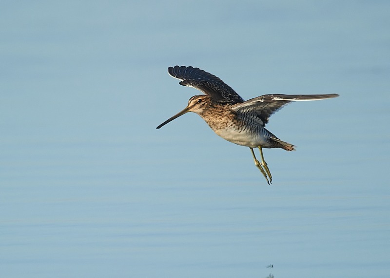 7 - Snipe