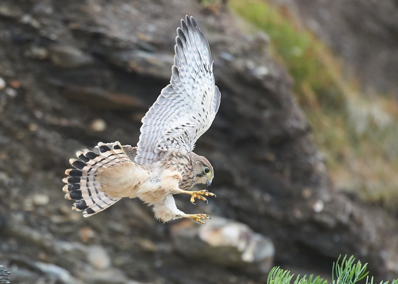 9 - Kestrel