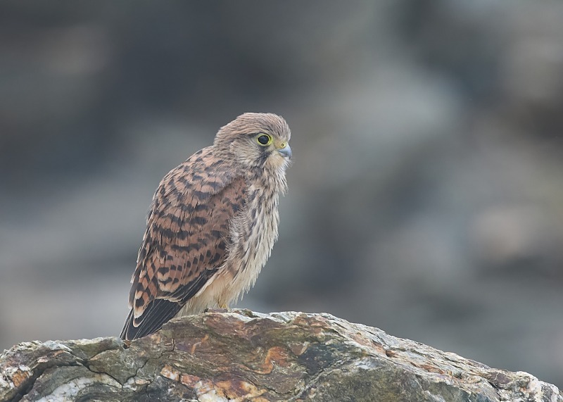 50 - Kestrel