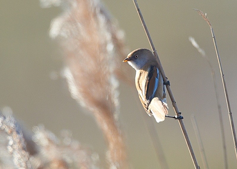9 - Bearded Tit