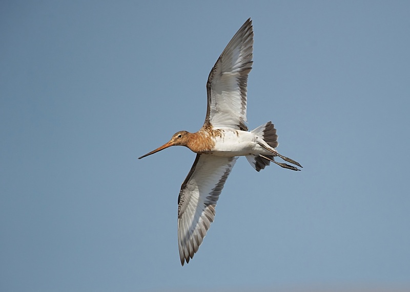 21 - Black-tailed Godwit