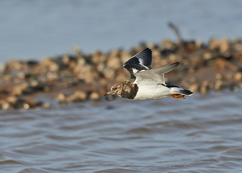1 - Turnstone