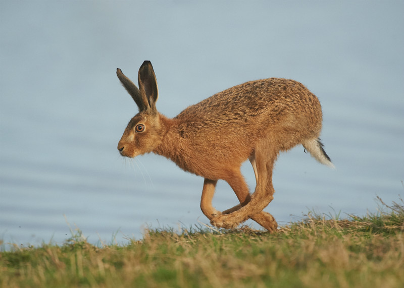 3 - Brown Hare