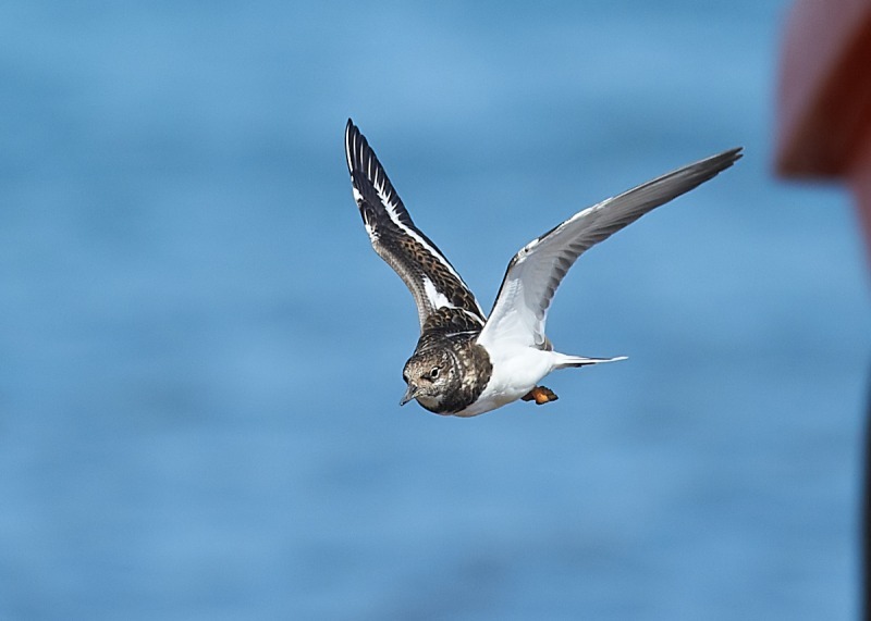 8 - Turnstone