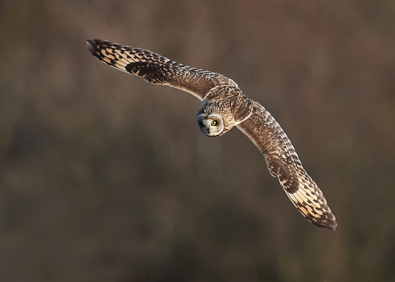 14 - Short-eared Owl