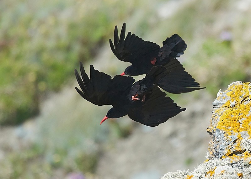 12 - Chough