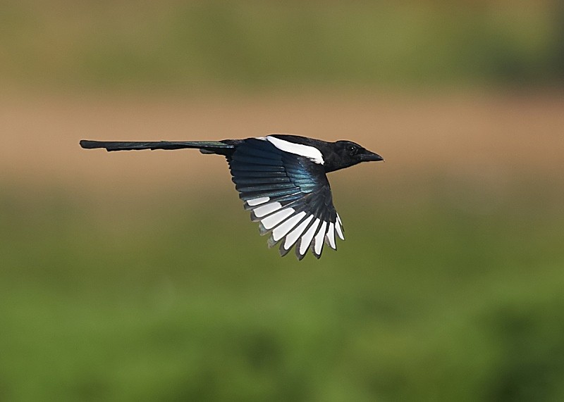 2 - Magpie
