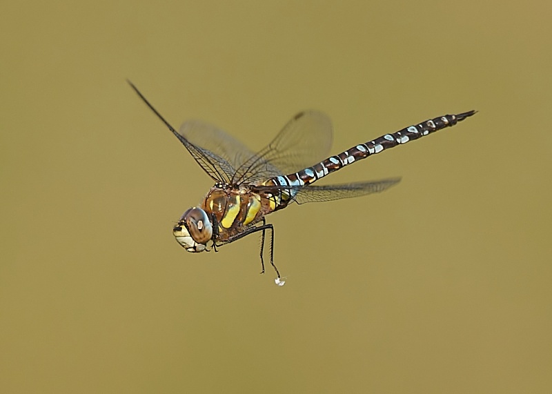 5 - Migrant Hawker Dragonfly