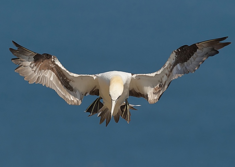 10 - Gannet