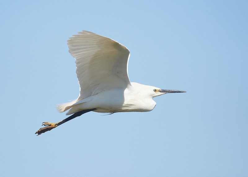 8 - Little Egret