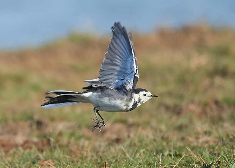 3 - Pied Wagtail