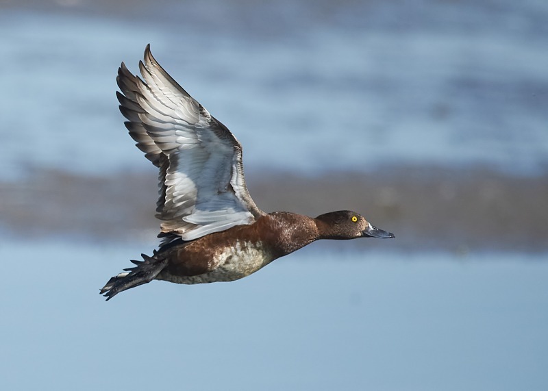 6 - Tufted Duck