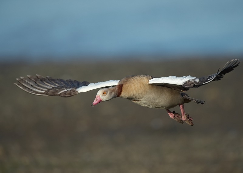 4 - Egyptian Goose